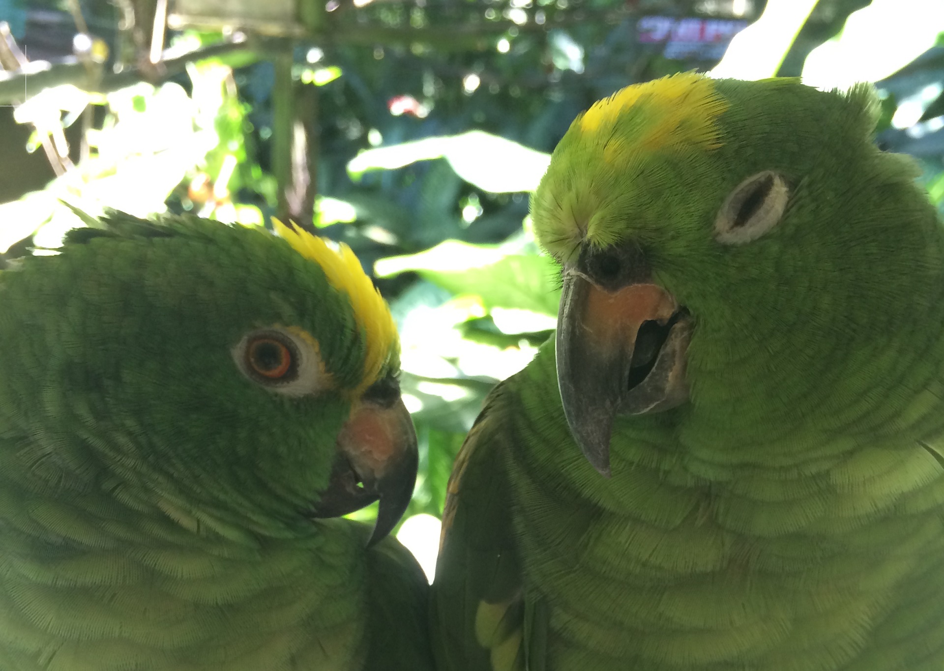 Zoo de Guadeloupe : Une immersion dans la biodiversité antillaise